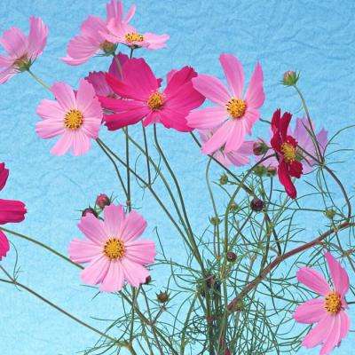 麻将胡了链接下载